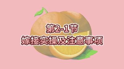 2-1-޽ʵټע