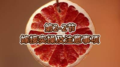 2-2-޽ʵټע