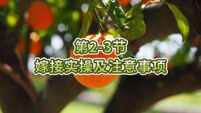 2-3-޽ʵټע