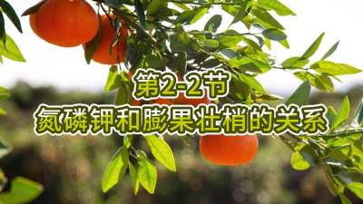 第2-2节-氮磷钾和膨果壮梢的关系
