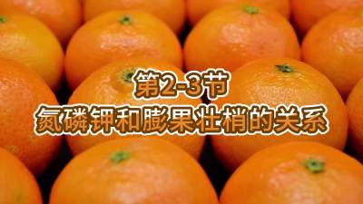 第2-3节-氮磷钾和膨果壮梢的关系