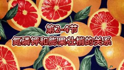 第2-4节-氮磷钾和膨果壮梢的关系