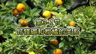 第3-1节-钙镁硼和柑橘的关系
