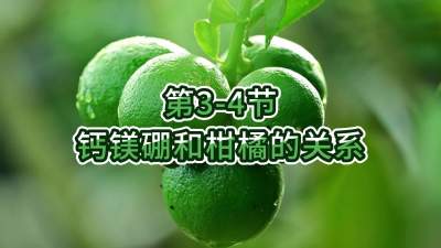 第3-4节-钙镁硼和柑橘的关系