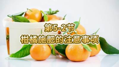 第5-2节-柑橘施肥的注重事项