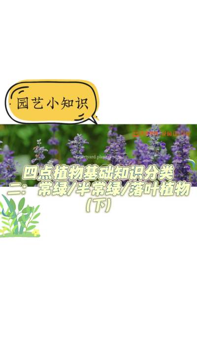 庭院植物四点植物基础知识分类二：常绿半常绿落叶植物（下）