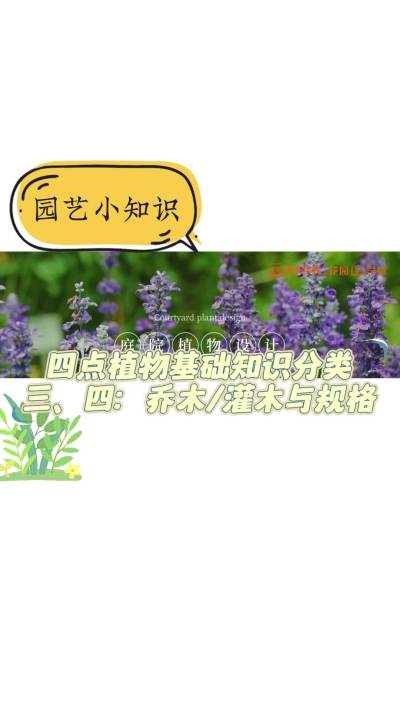 庭院植物四点植物基础知识分类三、四：乔木灌木与规格