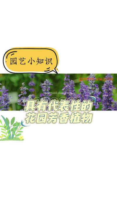 具有代表性的花园芳香植物