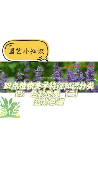 四点植物美学特征知识分类四：色彩质感（二）蓝紫色调
