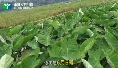 遇见乐媄#利民控股#走进田间