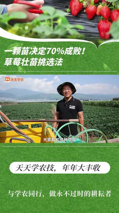 一颗苗决议 70% 成败！草莓壮苗挑选法