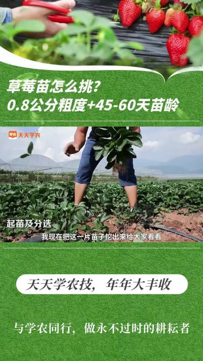 草莓苗怎么挑？0.8 公分粗度 + 45-60 天苗龄