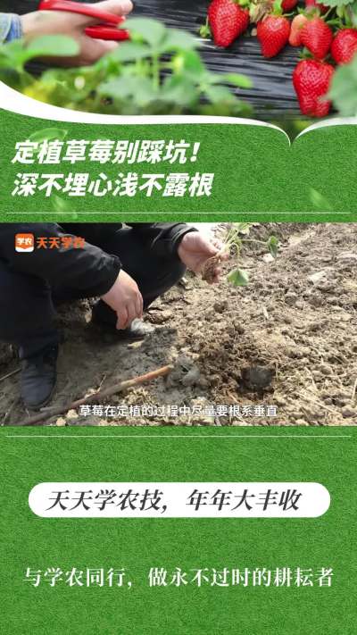 定植草莓别踩坑！深不埋心浅不露根
