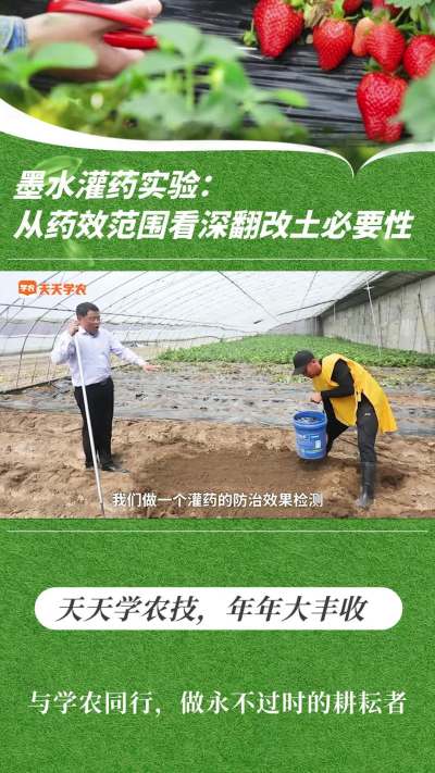 墨水灌药实验：从药效规模看深翻改土须要性
