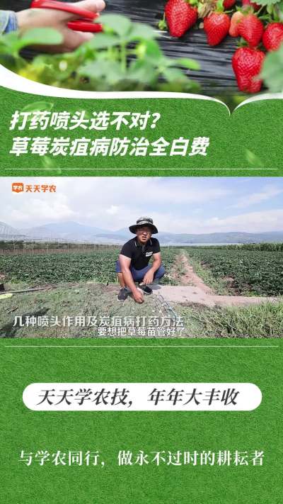 打药喷头选差池？草莓炭疽病防治全白搭