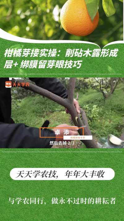 柑橘芽接实操：削砧木露形成层 + 绑膜留芽眼技巧