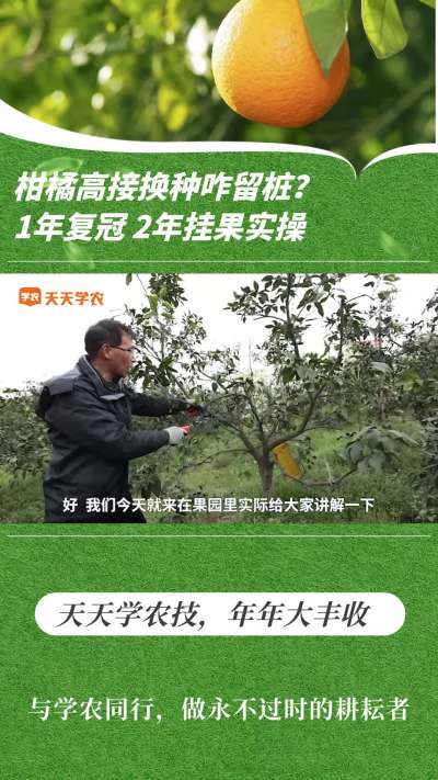 柑橘高接换种咋留桩？1 年复冠 2 年挂果实操