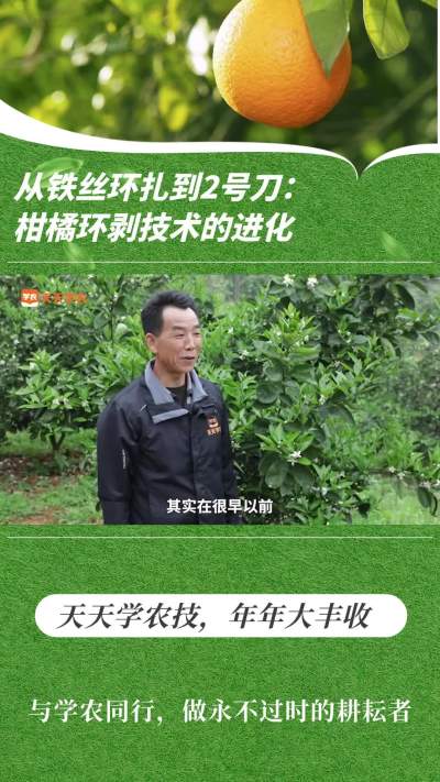 从铁丝环扎到 2 号刀：柑橘环剥手艺的进化
