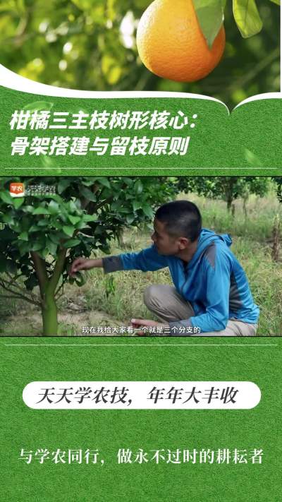 柑橘三主枝树形焦点：骨架搭建与留枝原则