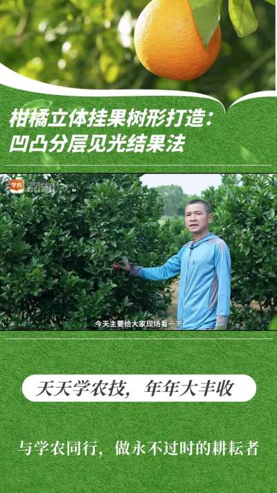 柑橘立体挂果树形打造：高低分层见光效果法