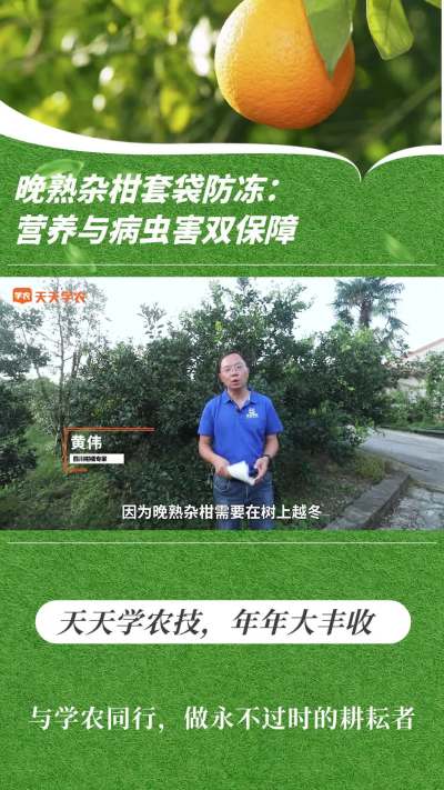 晚熟杂柑套袋防冻：营养与病虫害双包管