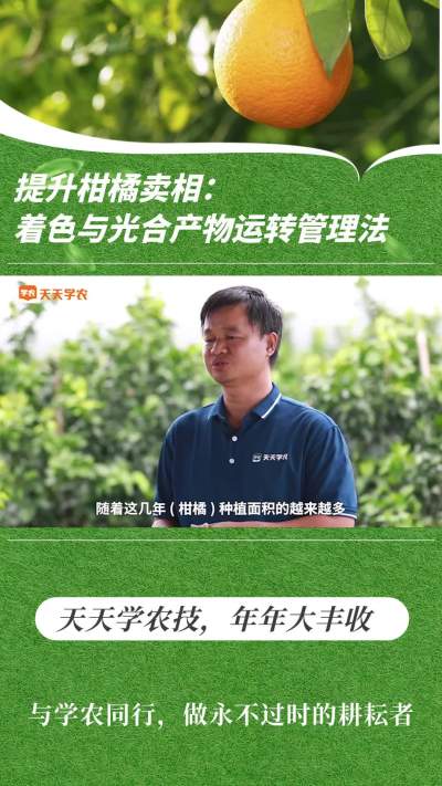 提升柑橘卖相：着色与光合产品运转管理法