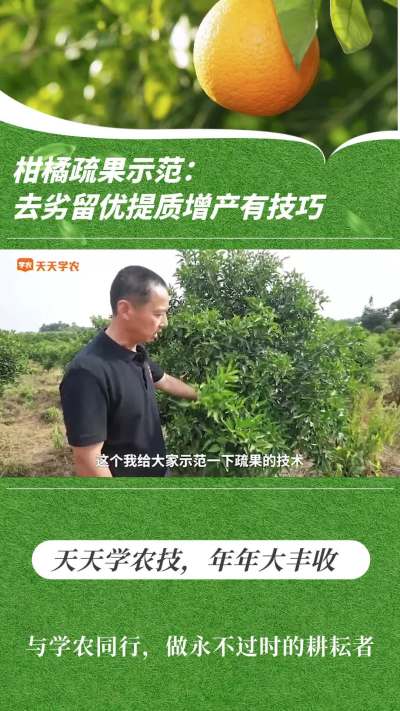 柑橘疏果树模：去劣留优提质增产有技巧