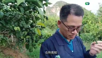 沃柑防病用美锐+ 溃疡不见效果真美#利民控股#走进田间