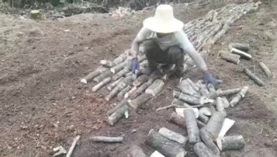 甘肃省陇南市康县三河坝镇，斜坡村天麻种植小韩！我们的种植基地海拔在1800米的林下种植零代种子，无任何感染，才能种出更好的成品天麻和更好的产量。联系电话，17793929377