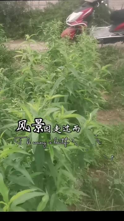 Ʒʢ޲׳