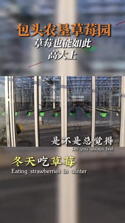 #ACA第六谷&middot;草莓谷 包头农垦集团草莓园，现代智慧农业装备科技让传统农业升级换代 #ACA草莓天瀑 #ACA可控农业