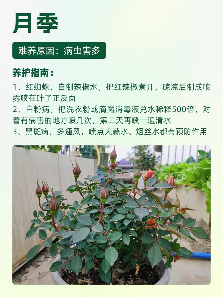 https://static.ixuenong.com/pxn/uploads/prod/thirdfile/2024/11/0457d26dc47bc1172f5692d9529bde52.jpg