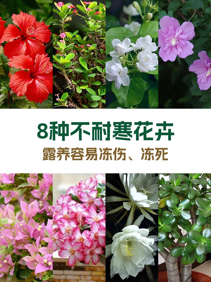 https://static.ixuenong.com/pxn/uploads/prod/thirdfile/2024/11/201f3b806320e449232913fc6f5cf219.jpg