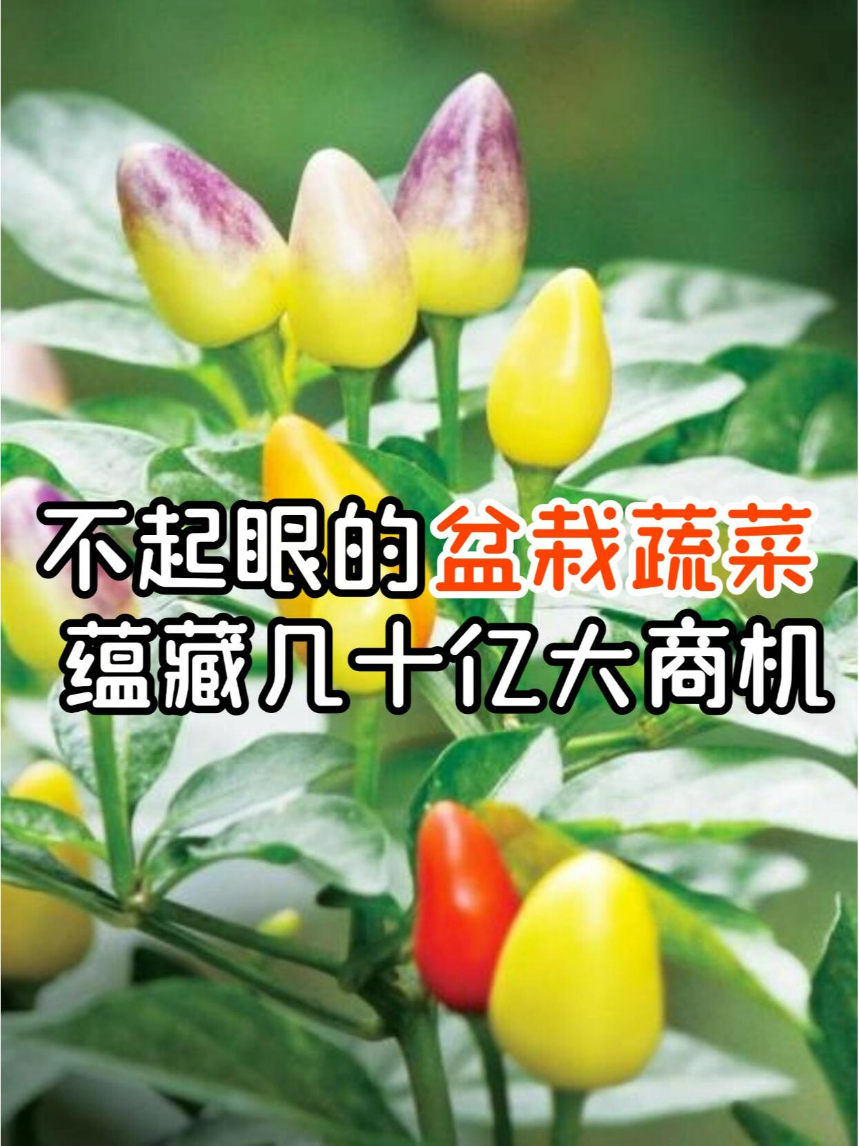 https://static.ixuenong.com/pxn/uploads/prod/thirdfile/2024/11/395ff683ed07166d471b0a021d489277.jpg