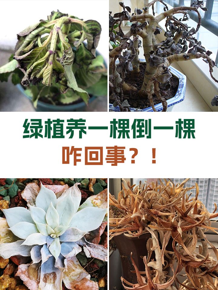 https://static.ixuenong.com/pxn/uploads/prod/thirdfile/2024/11/64c266be8ed7334347716f00e0a90297.jpg