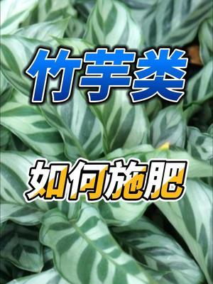 竹芋类怎样施肥 竹芋类怎样施肥#竹芋 #花卉绿植 #园艺生涯 #养花小知识 #园艺盆栽