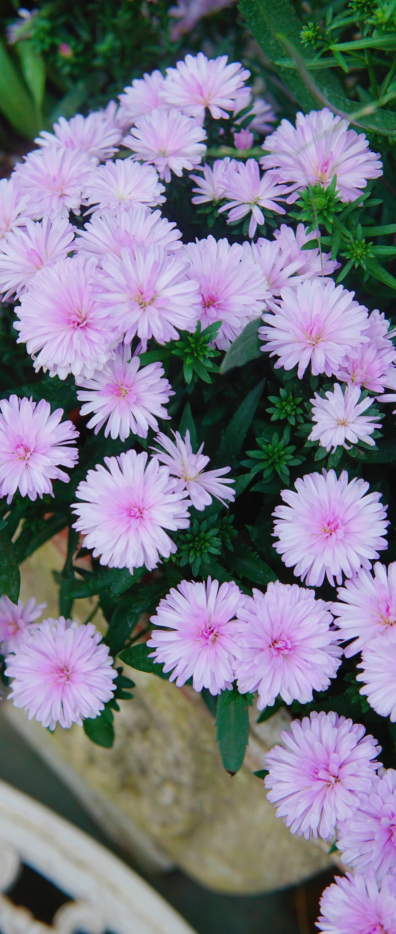 https://static.ixuenong.com/pxn/uploads/prod/thirdfile/2024/12/34e797911eafb0e7a67fd31332d14bee.jpg