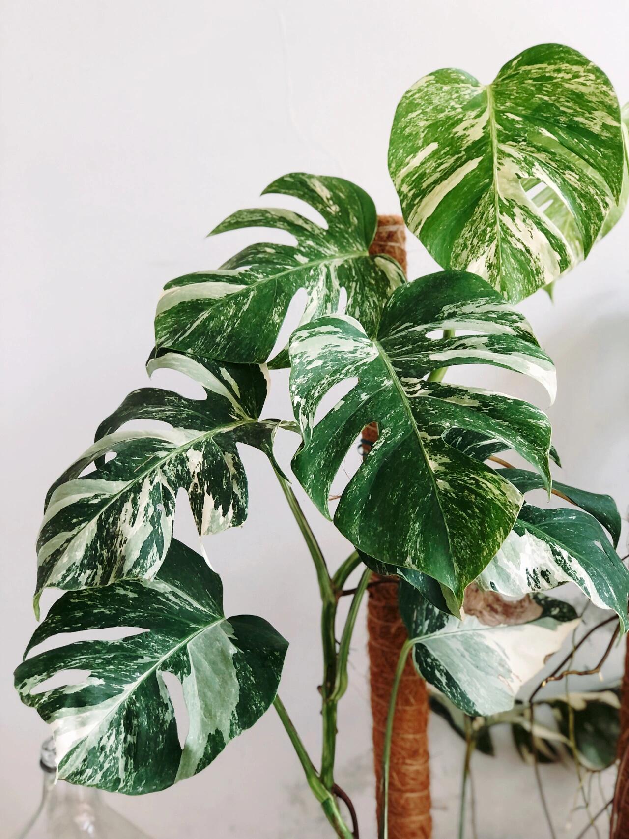 https://static.ixuenong.com/pxn/uploads/prod/thirdfile/2024/12/60c261e4a053b5678df91a527635165f.jpg
