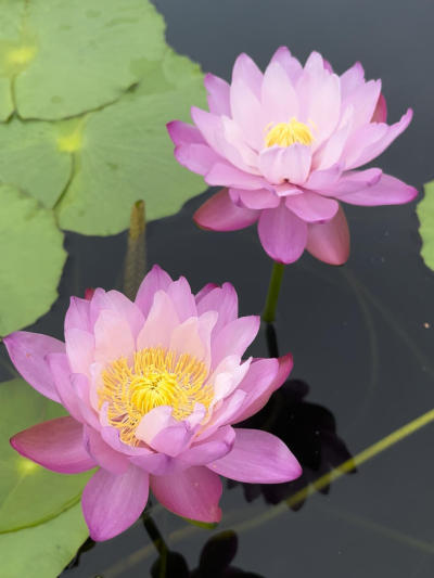 gigantea var. neorosea ˯ɫ