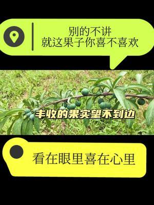 ˵滰Ĺϲ#ũ #÷ݪֲ#ũշͬ#ũ