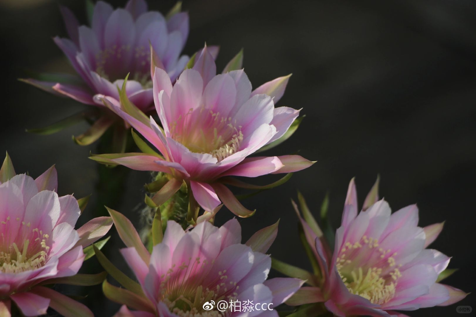 https://static.ixuenong.com/pxn/uploads/prod/thirdfile/2024/12/bf5649784971aa8044d7621abbc27173.jpg