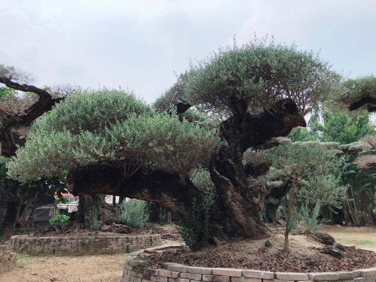 https://static.ixuenong.com/pxn/uploads/prod/thirdfile/2024/12/bf6ea898f3c5a4964d0f4b84f3d1a1ab.jpg