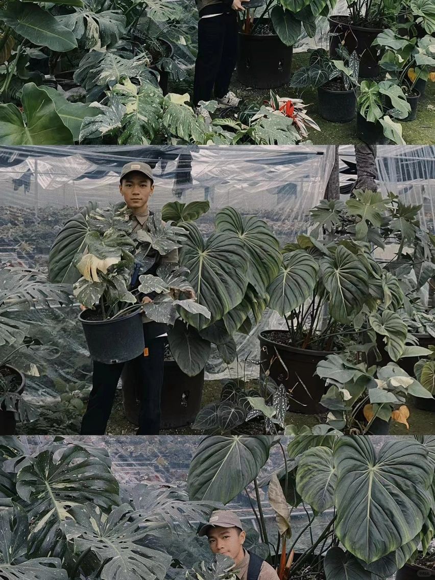 https://static.ixuenong.com/pxn/uploads/prod/thirdfile/2025/01/05bea76b4d61d32544e481138ed58eb4.jpg