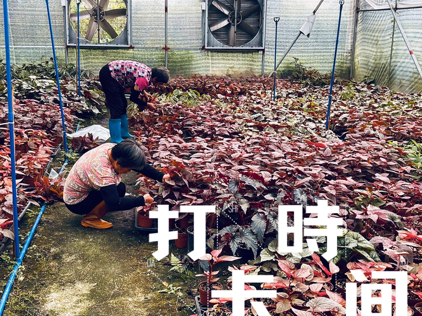 https://static.ixuenong.com/pxn/uploads/prod/thirdfile/2025/01/181468e803a66c6b8cf399c868ac8b6f.jpg
