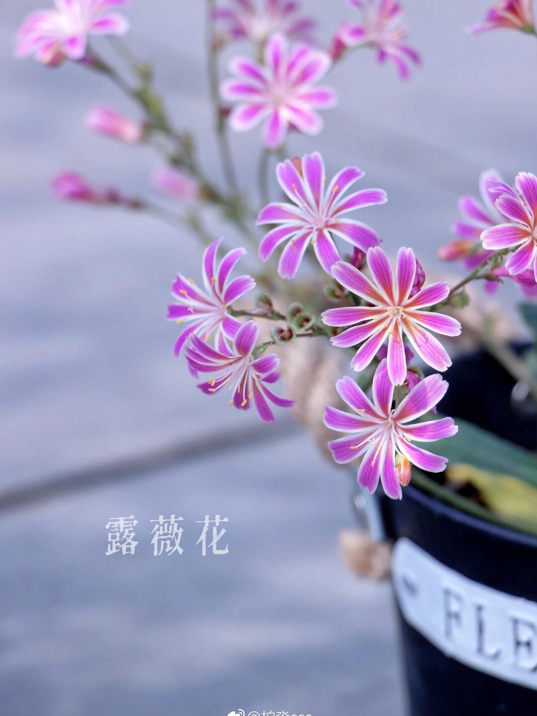 https://static.ixuenong.com/pxn/uploads/prod/thirdfile/2025/01/1a38b22b95d645c43e17ed0e57b22395.jpg