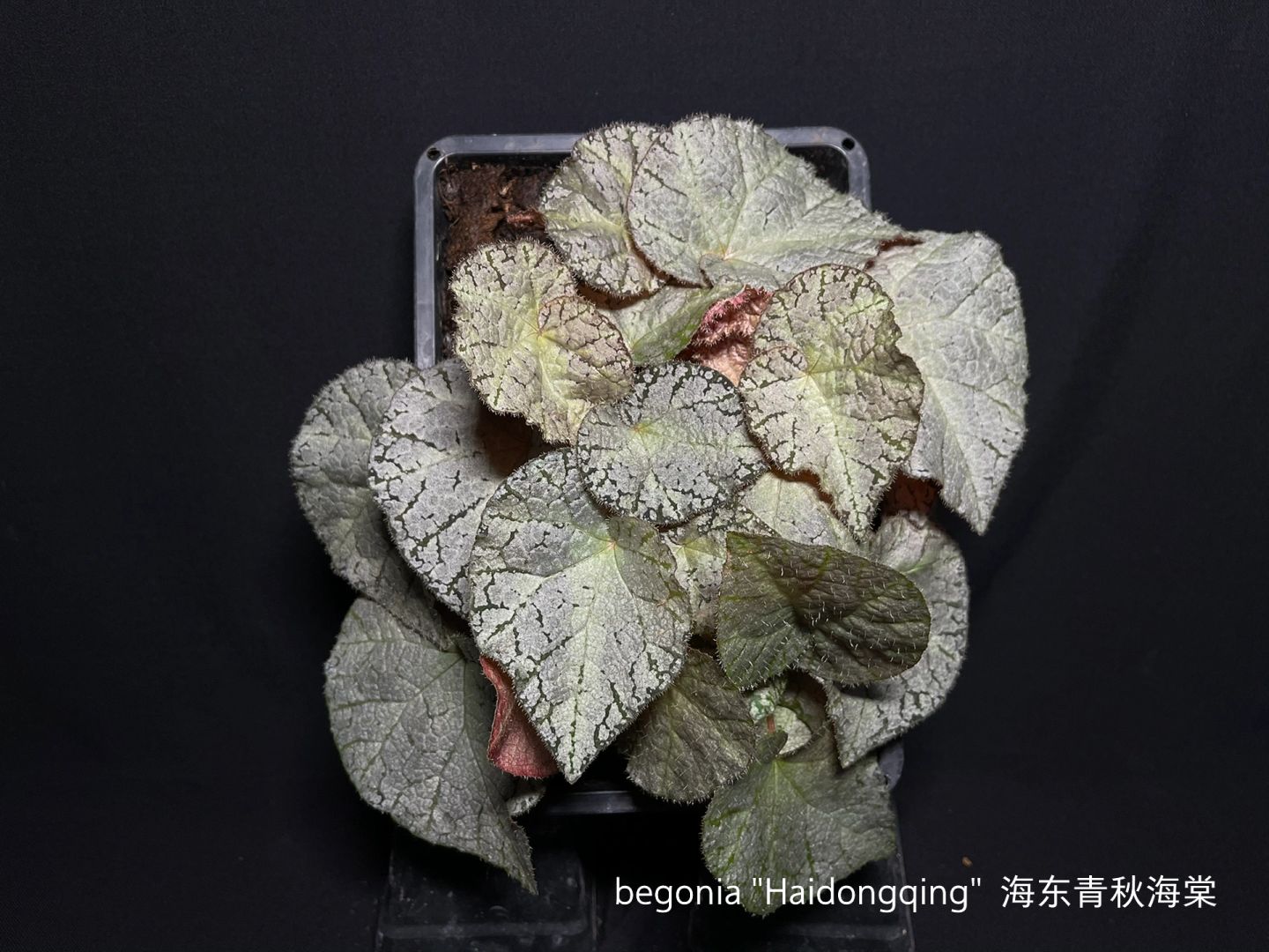 https://static.ixuenong.com/pxn/uploads/prod/thirdfile/2025/01/1bbfcfcfa245c745b7cad3c3189a8981.jpg