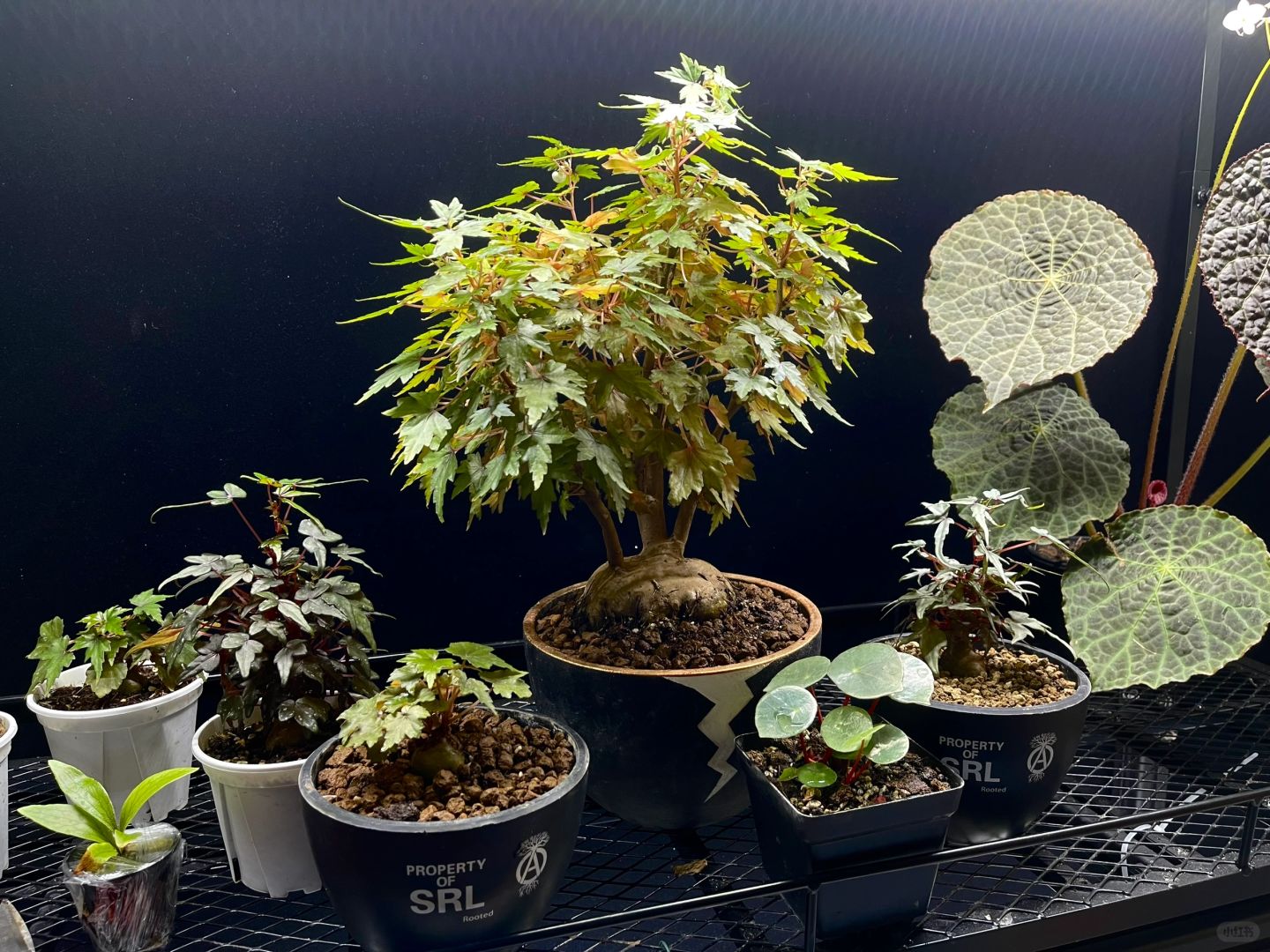 https://static.ixuenong.com/pxn/uploads/prod/thirdfile/2025/01/2b7606adaba6765007662849cee60e91.jpg