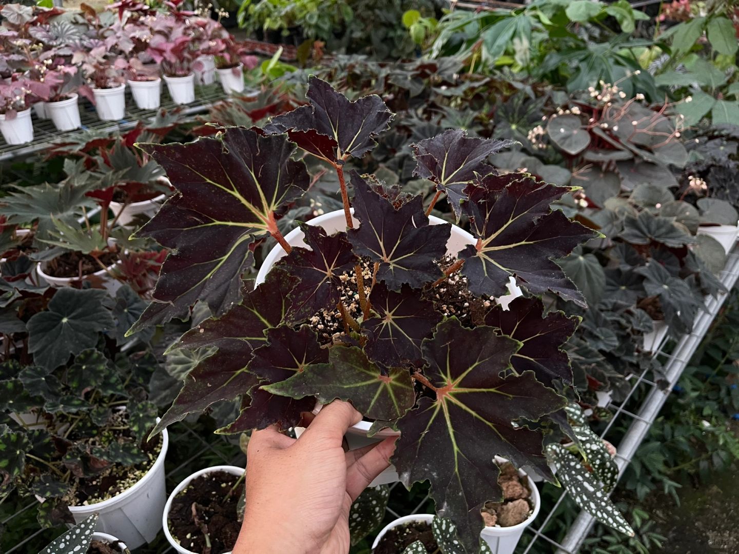 https://static.ixuenong.com/pxn/uploads/prod/thirdfile/2025/01/6642ce3d141a0e335d909e0a99bce59e.jpg