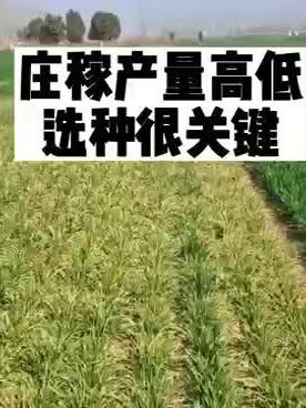 #抖音助农 #农业人话农业