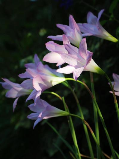 ķحHabranthus robustus